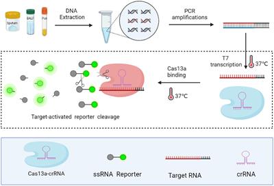 Frontiers | development and clinical evaluation of a crispr/cas13a